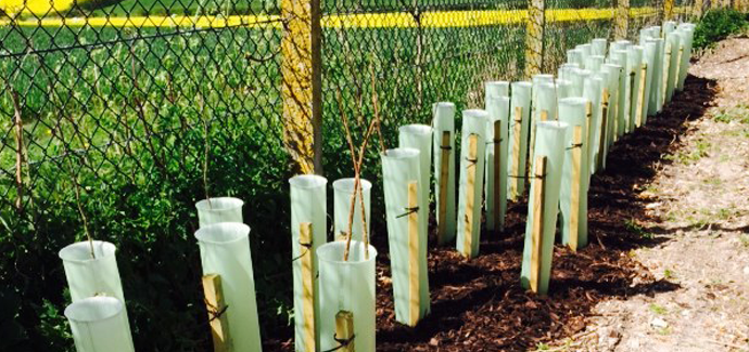 Planting