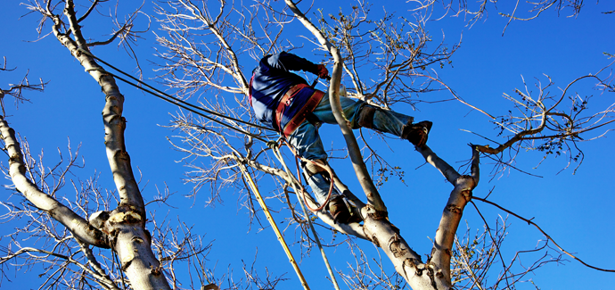 Arboriculture  Surveying