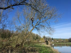 Tree Surgery in Upper Woodford, Salisbury
