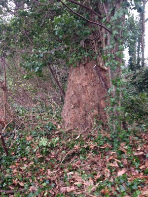 IMG_3075 (1) 